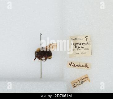 Corvallis, Benton, Oregon, États-Unis, Bombus (Pyrobombus) caliginosa (Frison), Animalia, Arthropoda, Insecta, Hyménoptères, Apidae, Apinae Banque D'Images