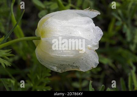 Israël, blanc Anemone coronaria AKA espagnol marigold ou Kalanit (en hébreu) cette fleur sauvage peut apparaître en plusieurs couleurs. Principalement rouge, violet, bleu an Banque D'Images