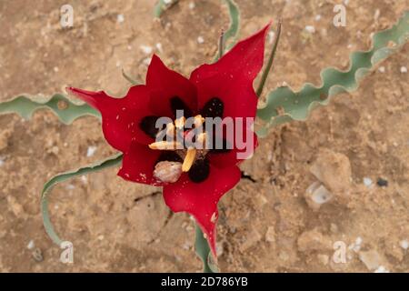 Tulipe sauvage en fleurs (Tulipa systola) Photographiée à Wadi Zin, Negev, Israël en mars Banque D'Images