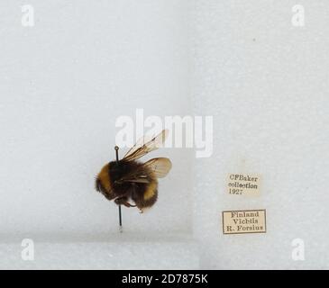 Vihti, Helsinki, Uusimaa, Finlande, Bombus (Kallopombus) soroeensis laetus Schmredeknecht, Animalia, Arthropoda, Insecta, Hyménoptères, Apidae, Apinae Banque D'Images