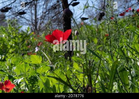 Israël, Anemone rouge coronaria AKA espagnol marigold ou Kalanit (en hébreu). Ce joker peut apparaître dans plusieurs couleurs. Principalement rouge, violet, bleu et Banque D'Images