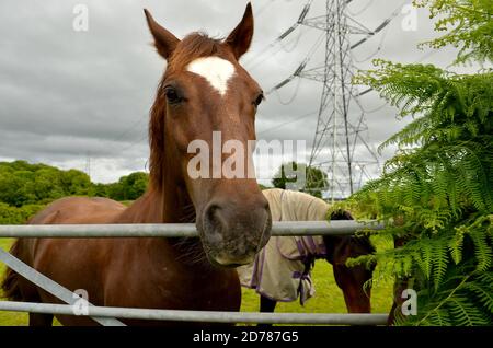 gros plan de beau cheval brun avec feu blanc dans un champ avec un autre cheval et pylône. La tête du cheval sur la porte en métal le jour d'été nuageux Banque D'Images