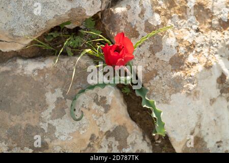 Tulipe sauvage en fleurs (Tulipa systola) Photographiée à Wadi Zin, Negev, Israël en mars Banque D'Images