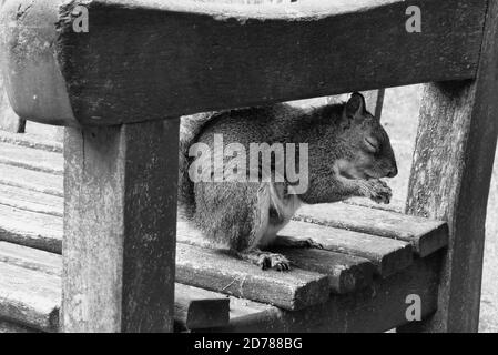Gros plan d'écureuil mignon assis sur un banc de parc mangeant un gland. À l'extérieur dans un parc public en automne Banque D'Images