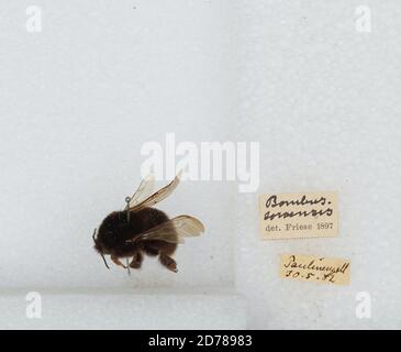 Paulinen, Bombus (Kallopombus) soroeensis (Fabricius), Animalia, Arthropoda, Insecta, Hyménoptères, Apidae, Apinae Banque D'Images