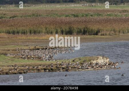 Farlington Marshes Réserve naturelle locale, vue sur le lac, marée haute pour barboter des oiseaux et des oiseaux sauvages. Octobre. Marée haute. Hampshire, Royaume-Uni Banque D'Images