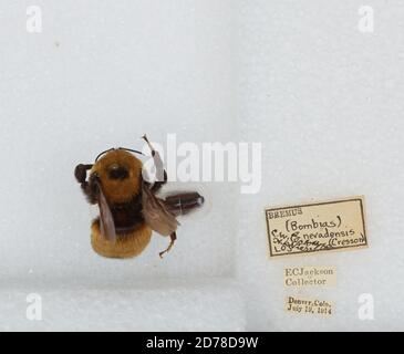 Denver, Colorado, États-Unis, Bombus (Bombus) nevadensis Cresson, 1874, Animalia, Arthropoda, Insecta, Hyménoptères, Apidae, Apinae Banque D'Images
