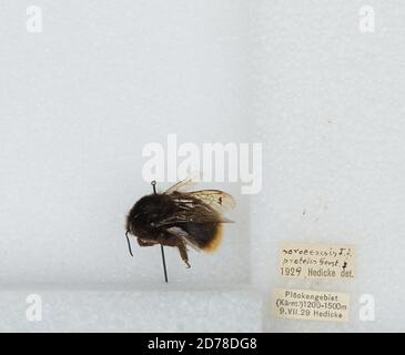 Plockengebiet, Karnt., Bombus (Kallopombus) soroeensis (Fabricius), Animalia, Arthropoda, Insecta, Hyménoptères, Apidae, Apinae Banque D'Images