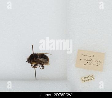 Bombus (Kallopombus) soroeensis (Fabricius), Animalia, Arthropoda, Insecta, Hyménoptères, Apidae, Apinae Banque D'Images