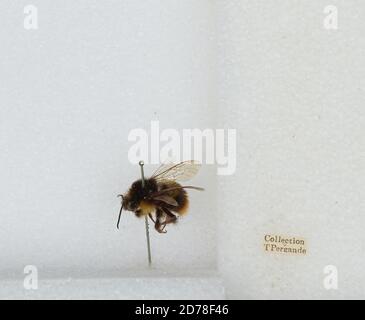 Bombus (Kallopombus) soroeensis (Fabricius), Animalia, Arthropoda, Insecta, Hyménoptères, Apidae, Apinae Banque D'Images