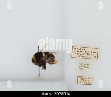 Vihti, Helsinki, Uusimaa, Finlande, Bombus (Kallopombus) soroeensis laetus Schmredeknecht, Animalia, Arthropoda, Insecta, Hyménoptères, Apidae, Apinae Banque D'Images