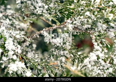 juniper se branche dans la neige. arrière-plan de noël Banque D'Images