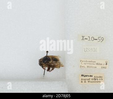 Île Nunivak, Bethel, Alaska, États-Unis, Bombus (Pyrobombus) sylvicola Kirby, Animalia, Arthropoda, Insecta, Hyménoptères, Apidae, Apinae Banque D'Images