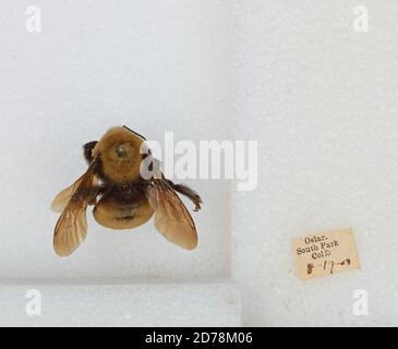 South Park, Park, Colorado, États-Unis, Bombus (Bombus) nevadensis Cresson, 1874, Animalia, Arthropoda, Insecta, Hyménoptères, Apidae, Apinae Banque D'Images