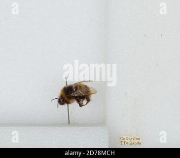 Bombus (Kallopombus) soroeensis (Fabricius), Animalia, Arthropoda, Insecta, Hyménoptères, Apidae, Apinae Banque D'Images