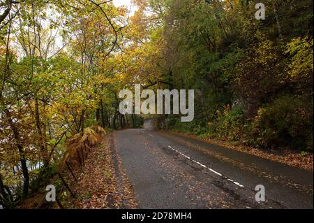 Loch Achray, Loch Lomond et parc national de Trossachs, Écosse, Royaume-Uni. 21 octobre 2020. Photo : une journée humide et brumeuse dans la campagne - une journée automnale typique, avec des couleurs d'automne de jaune vif et d'orange, des feuilles dorées forment un tapis sur le bord de la route qui sont tombés des arbres au-dessus de la tête. Crédit : Colin Fisher/Alay Live News. Banque D'Images