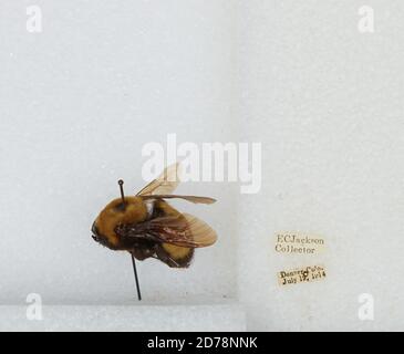 Denver, Colorado, États-Unis, Bombus (Bombus) nevadensis Cresson, 1874, Animalia, Arthropoda, Insecta, Hyménoptères, Apidae, Apinae Banque D'Images