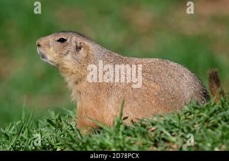 Black-Tailed Prairie Dog Banque D'Images