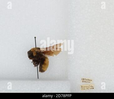 Denver, Colorado, États-Unis, Bombus (Bombus) nevadensis Cresson, 1874, Animalia, Arthropoda, Insecta, Hyménoptères, Apidae, Apinae Banque D'Images