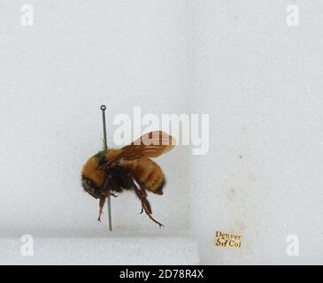 Denver, Colorado, États-Unis, Bombus sp., Animalia, Arthropoda, Insecta, Hyménoptères, Apidae, Apinae Banque D'Images