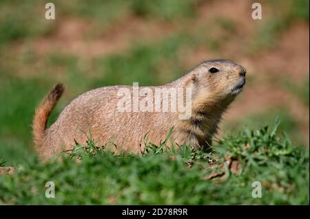 Black-Tailed Prairie Dog Banque D'Images