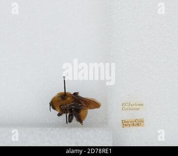 Denver, Colorado, États-Unis, Bombus (Bombus) nevadensis Cresson, 1874, Animalia, Arthropoda, Insecta, Hyménoptères, Apidae, Apinae Banque D'Images