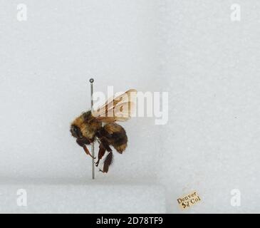 Denver, Colorado, États-Unis, Bombus sp., Animalia, Arthropoda, Insecta, Hyménoptères, Apidae, Apinae Banque D'Images