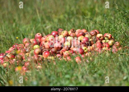 Un bouquet de pommes rouges pourries en automne pour les déchets pas à vendre Banque D'Images