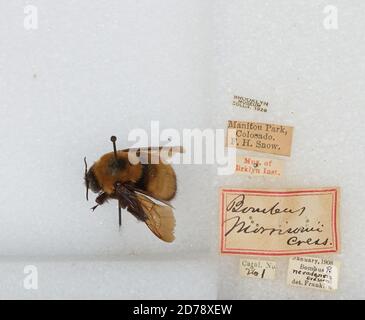 Manitou Park, Teller, Colorado, États-Unis, Bombus (Bombus) nevadensis Cresson, 1874, Animalia, Arthropoda, Insecta, Hyménoptères, Apidae, Apinae Banque D'Images