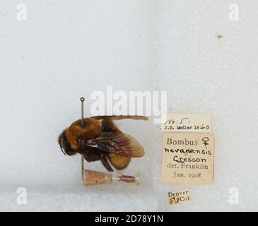 Denver, Colorado, États-Unis, Bombus (Bombus) nevadensis Cresson, 1874, Animalia, Arthropoda, Insecta, Hyménoptères, Apidae, Apinae Banque D'Images