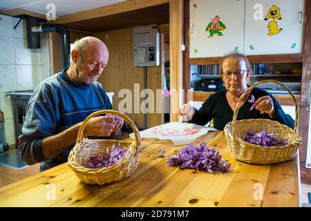 Récolte et transformation du safran à Mund, Naters, Suisse Banque D'Images