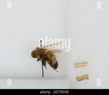 Denver, Colorado, États-Unis, Bombus sp., Animalia, Arthropoda, Insecta, Hyménoptères, Apidae, Apinae Banque D'Images