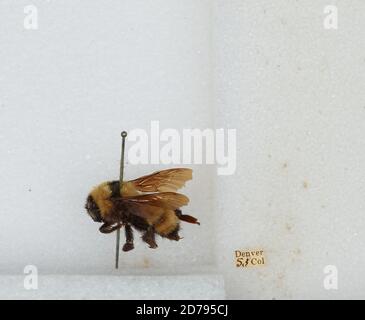 Denver, Colorado, États-Unis, Bombus sp., Animalia, Arthropoda, Insecta, Hyménoptères, Apidae, Apinae Banque D'Images