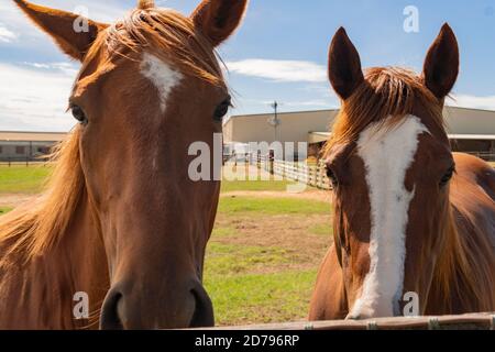 Deux chevaux côte à côte gros plan Banque D'Images