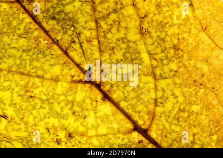 Gros plan vue détaillée d'un arbre sycamore (Acer pseudoplatanus) feuille montrant les veines et la structure cellulaire se décomposant à l'automne progresse Banque D'Images