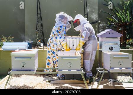 Apiculteur contrôlant la ruche et le cadre en peigne, récoltant du miel. Concept d'apiculture. Banque D'Images