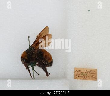 Montclair, Denver, Colorado, États-Unis, Bombus sp., Animalia, Arthropoda, Insecta, Hymenoptera, Apidae, Apinae Banque D'Images