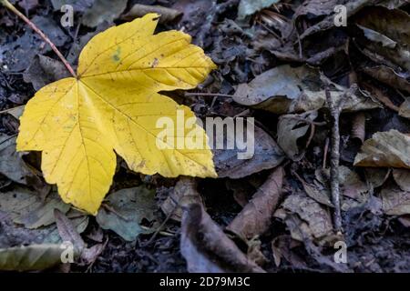 Feuille d'érable jaune solitaire sur le sol en été indien le feuillage coloré et l'ambiance automnale se présentent avec des feuilles vibrantes veines fortes en octobre doré Banque D'Images