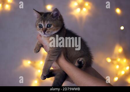 petit chaton dans les mains de femme avec fond de noël Banque D'Images