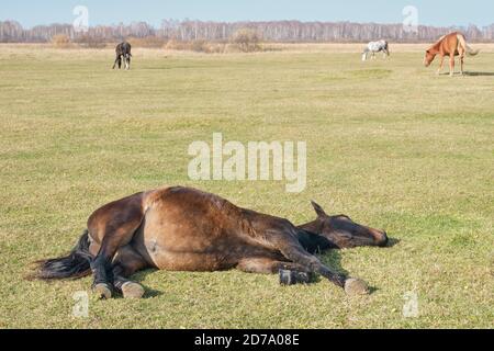 Le mignon cheval brun dort paisiblement sur son côté, allongé sur l'herbe, et ronflements. Un troupeau de chevaux se greffe dans un pâturage à la fin de l'automne. Copier l'espace Banque D'Images