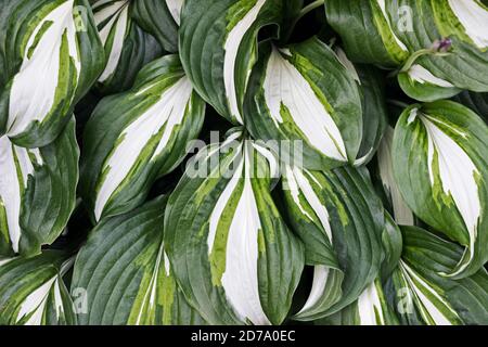 HostA plantaginea (Plantain Lily) plante des buissons dans le jardin Banque D'Images