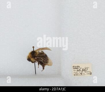 Park, Colorado, États-Unis, Bombus (Psithyrus) insularis (Smith), Animalia, Arthropoda, Insecta, Hyménoptères, Apidae, Apinae Banque D'Images