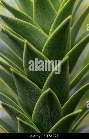 Feuilles de spikey de l'Araucaria araucana, communément appelé arbre de puzzle de singe Banque D'Images