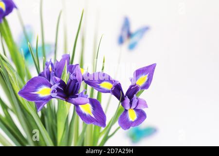 Iris violet sur fond blanc Banque D'Images