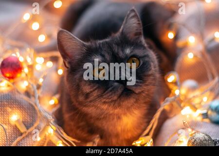 Chat écossais droit noir avec une guirlande de Noël. Banque D'Images