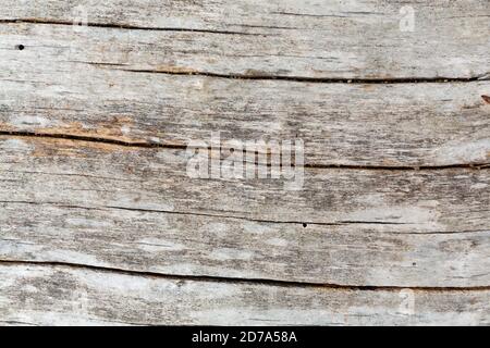 Vue rapprochée de la surface abîmé d'une bûche de bois flotté. Banque D'Images