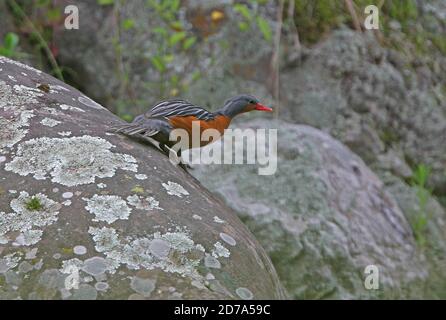 Torrent Duck (Merganetta armata berlepschi) femelle adulte sur le point de sauter du rocher Jujuy, Argentine Janvier Banque D'Images