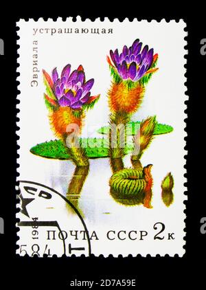 MOSCOU, RUSSIE - 26 NOVEMBRE 2017 : un timbre imprimé en URSS (Russie) montre le lis d'eau de Prickly (Euryale ferox), série de fleurs aquatiques, vers 1984 Banque D'Images