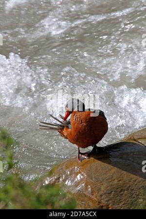 Torrent Duck (Merganetta armata berlepschi) femelle adulte debout sur le rocher à côté de la queue de préening Jujuy, Argentine Janvier Banque D'Images