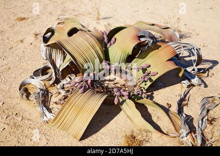 Une plante du désert, fossile vivant dans le désert de Namib Welwitschia mirabilis Banque D'Images